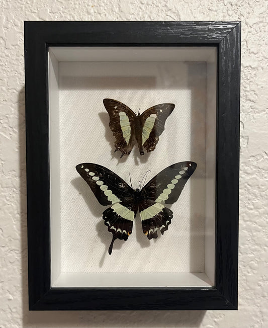Banded Swallowtail and Common Nawab