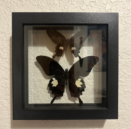 Red Helen and Dixons Batwing