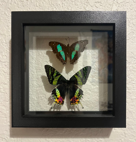 Madagascar Sunset Moth and Turquoise Emperor