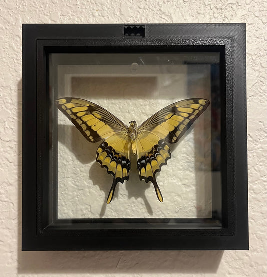 King Swallowtail