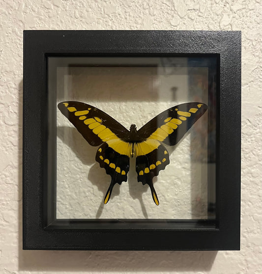 King Swallowtail