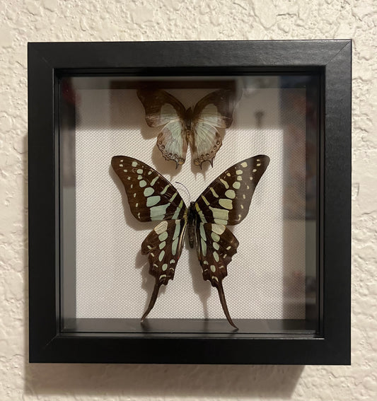 Common swordtail and Common Nawab