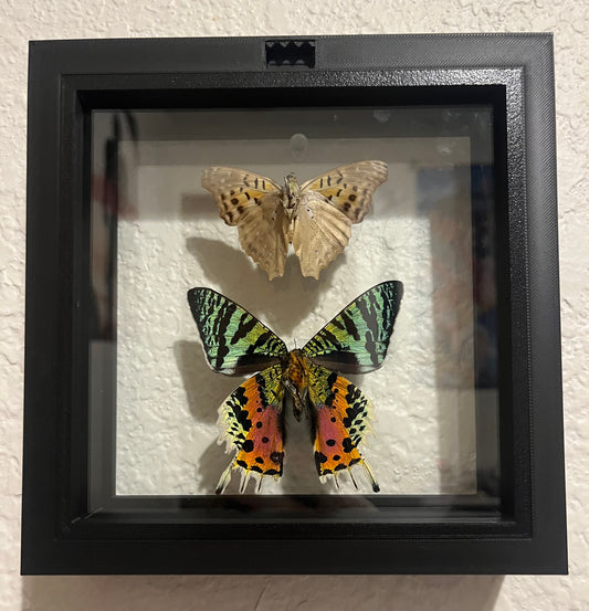 Madagascar Sunset Moth and Turquoise Emperor